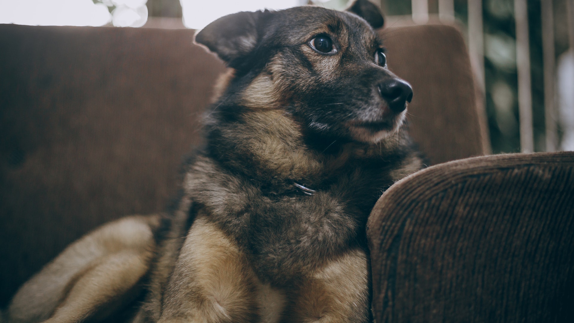 Dog on the couch