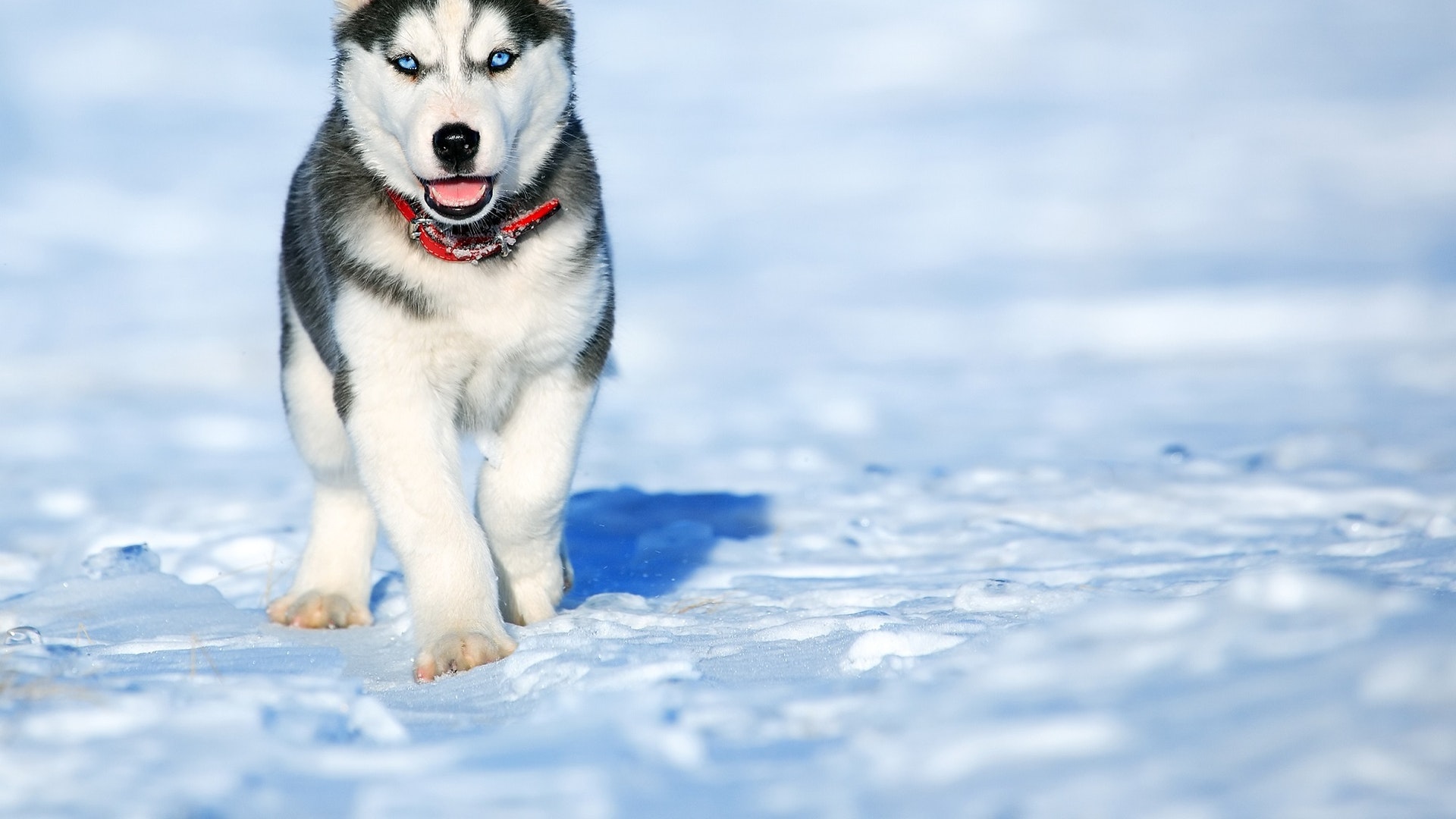 Dog walking on snow