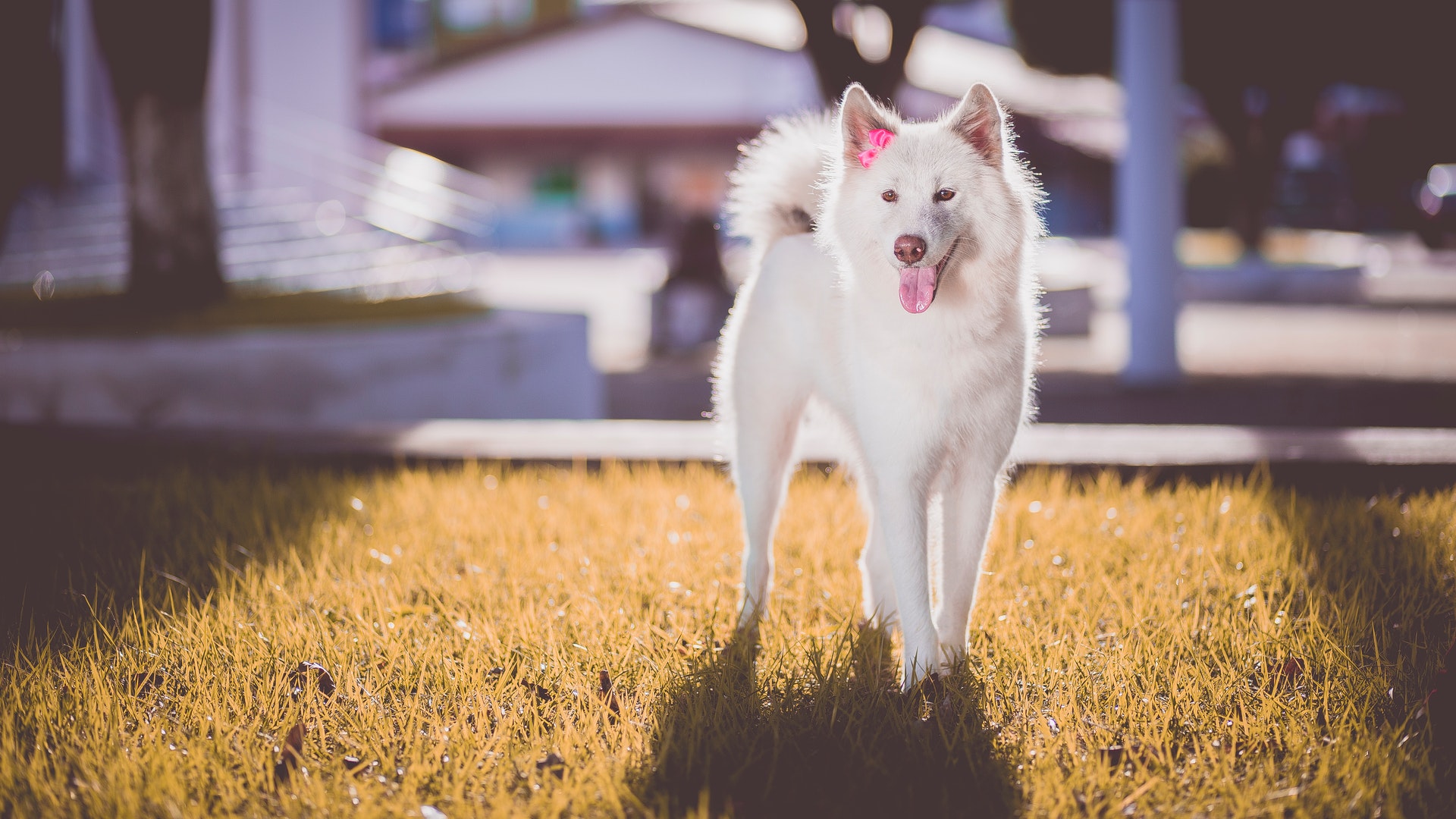 White Dog