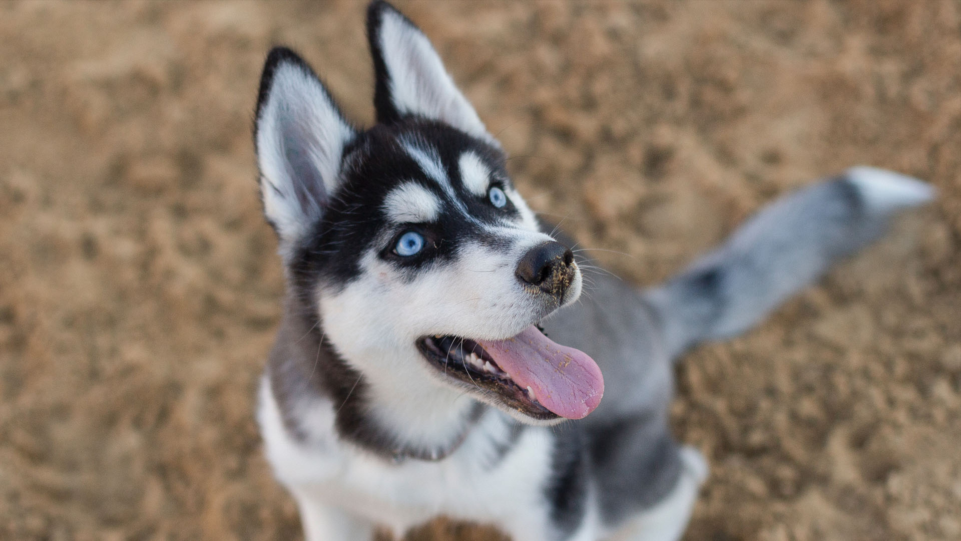 Excited Husky