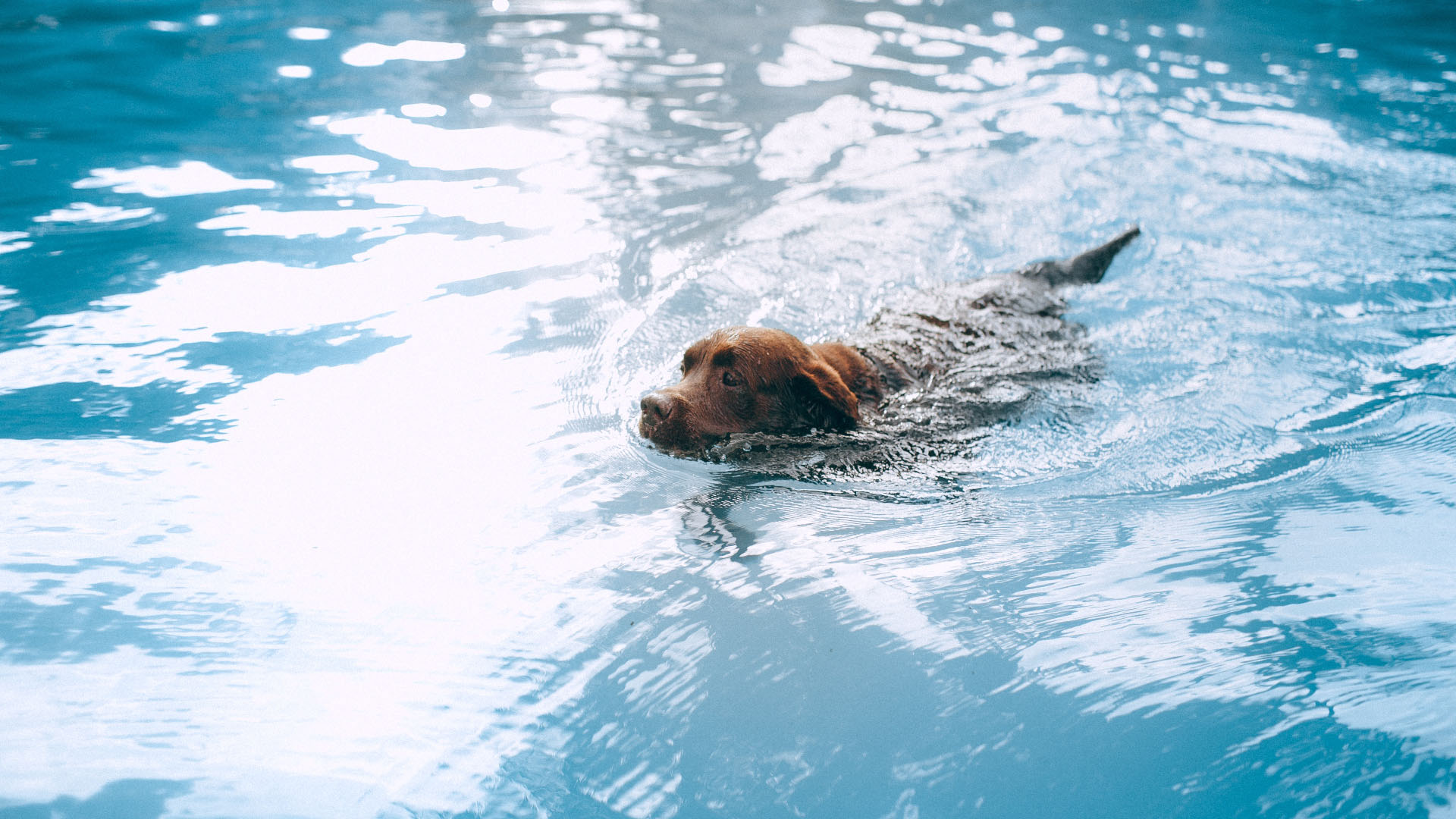 Dog in the pool