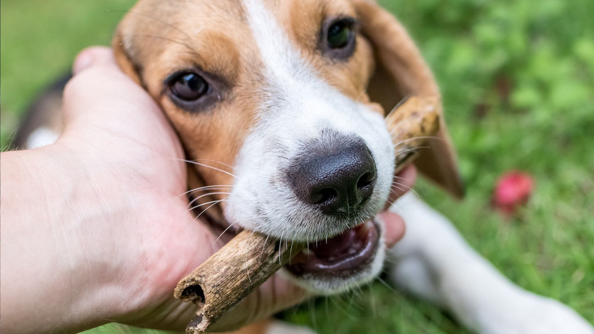 Dog biting a stick