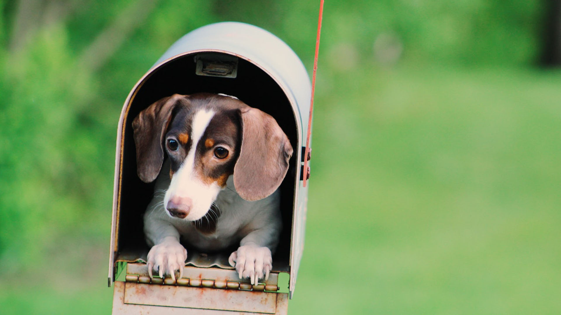 Dog in mailbox