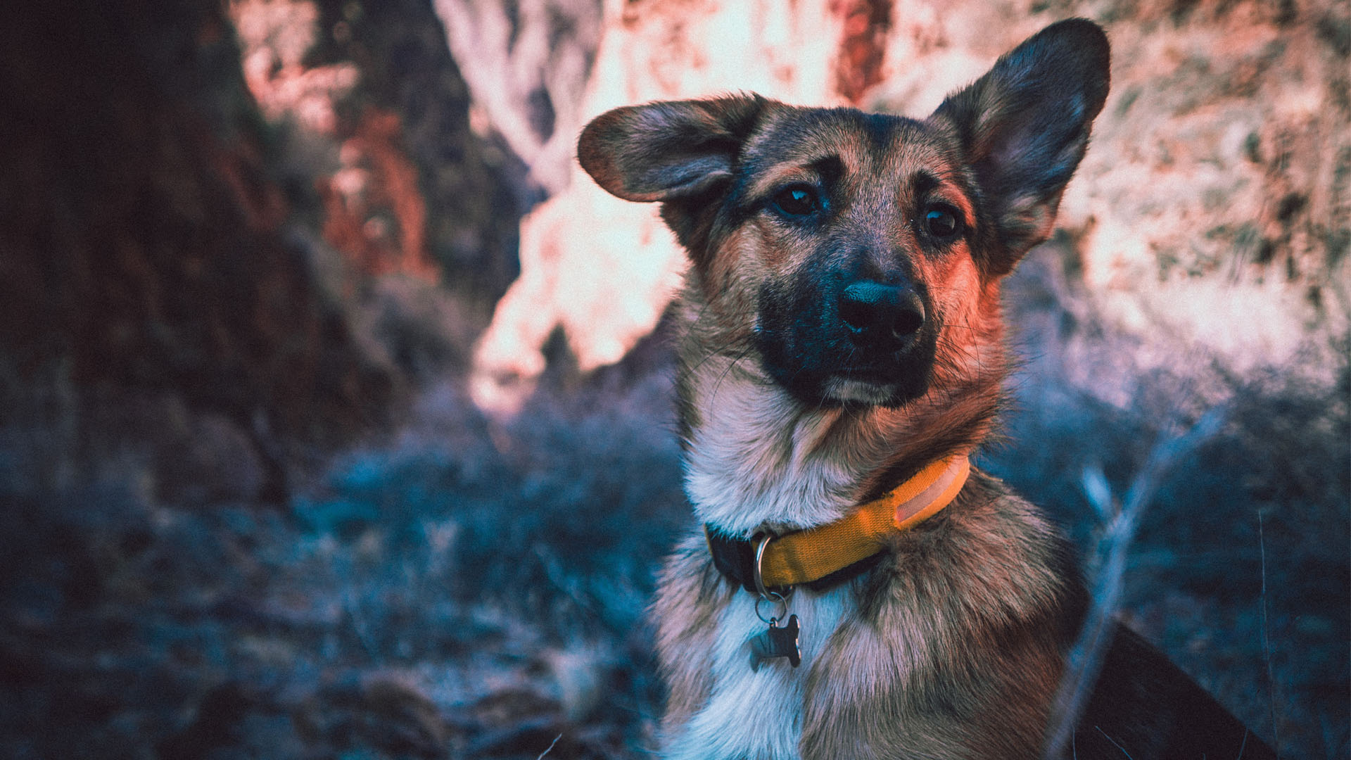 German Shepherd Adventurer