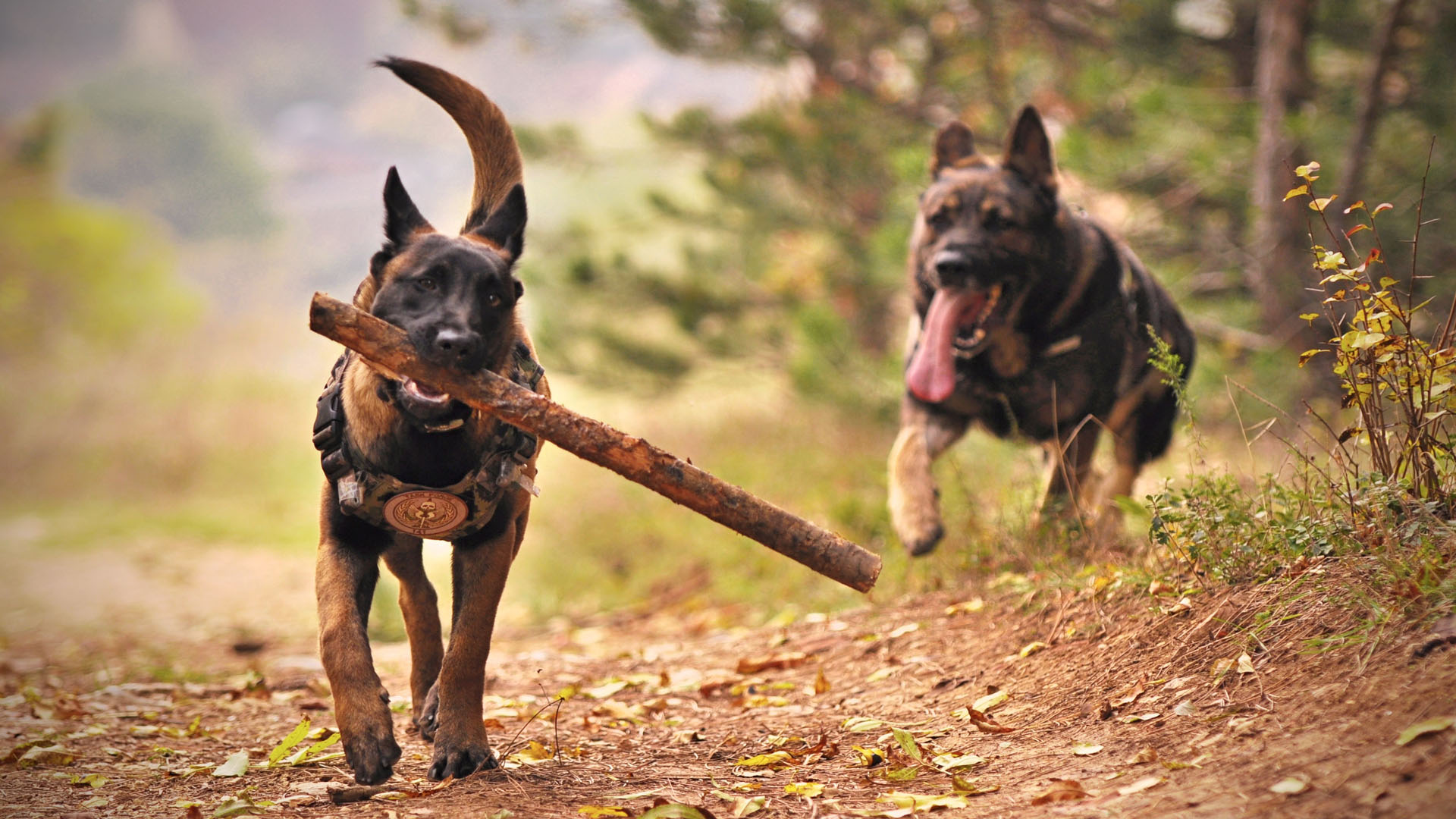 Shepherd with stick