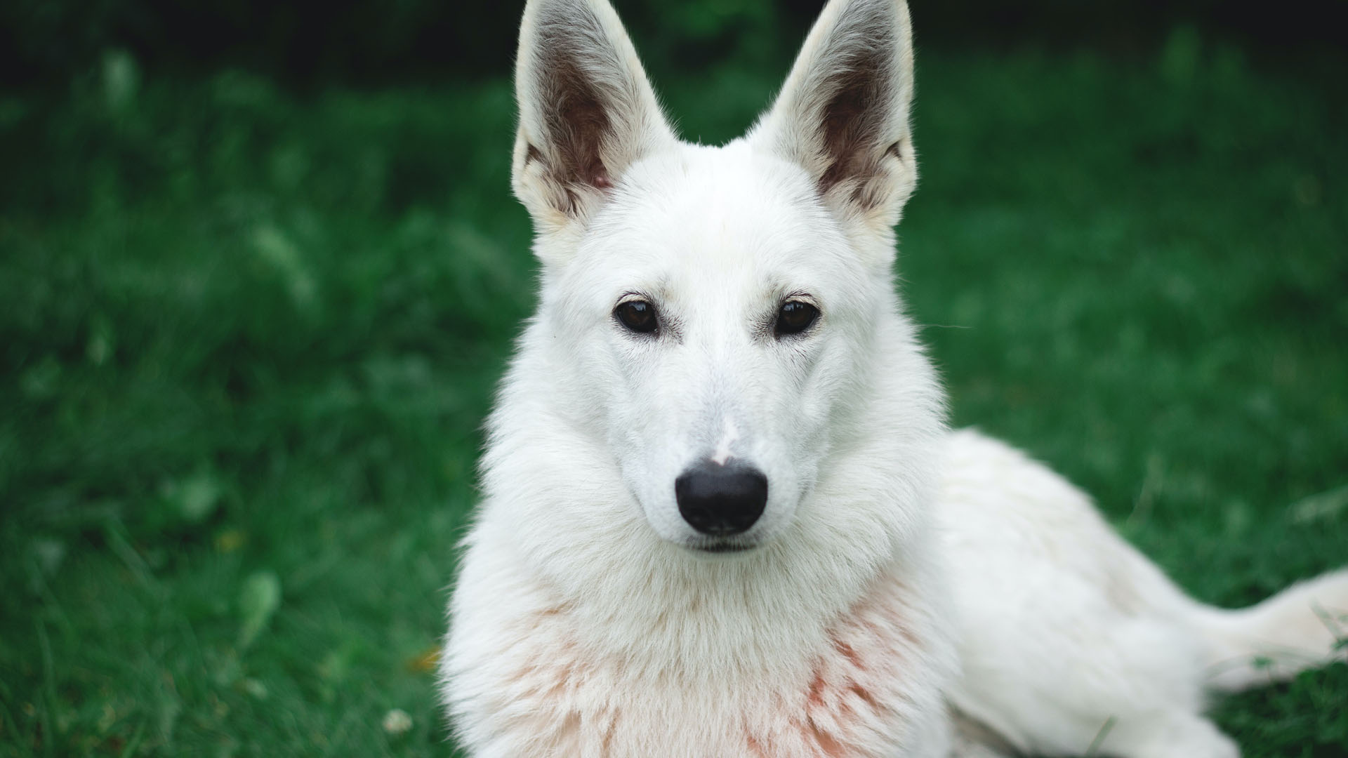 White Dog