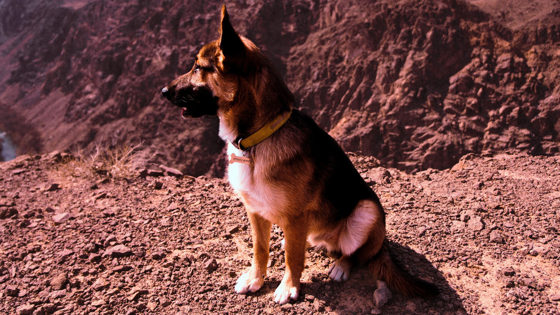 Shepherd Travelling