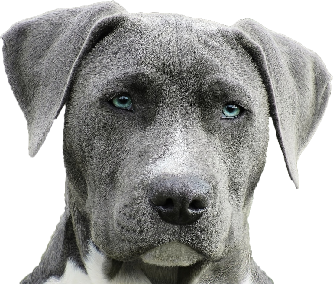 Gray Dog