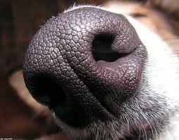 Dog's Nose