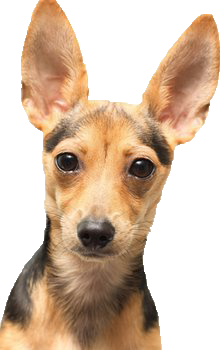 Dog's Ears