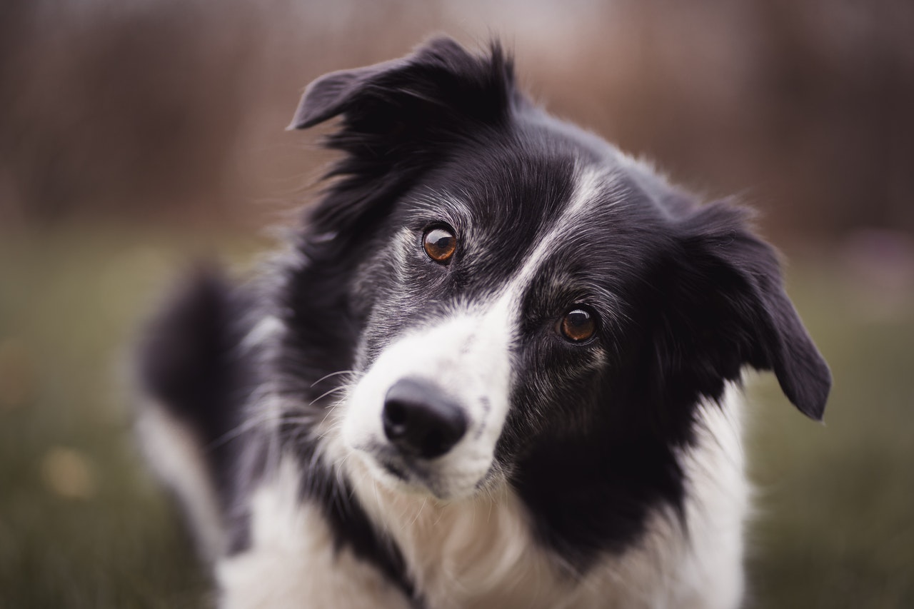 Dog looking close