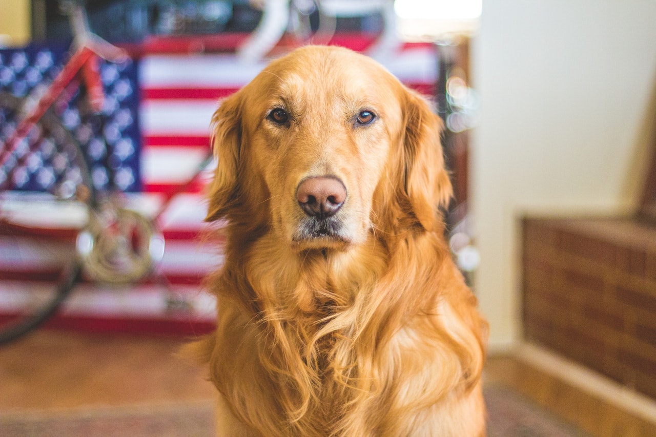 American Dog