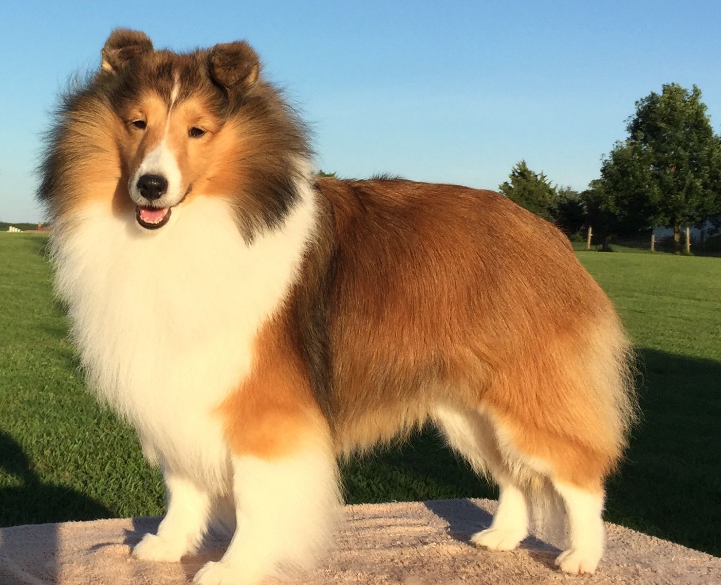 Hairful Dog