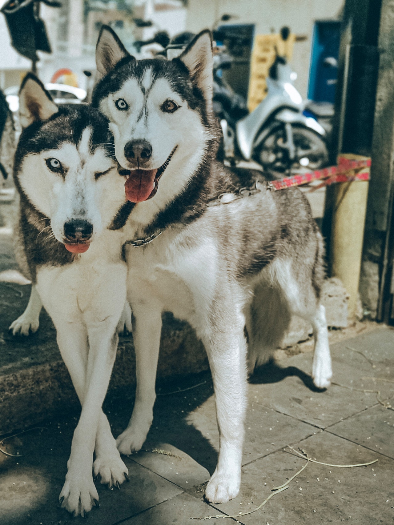 Husky Friends