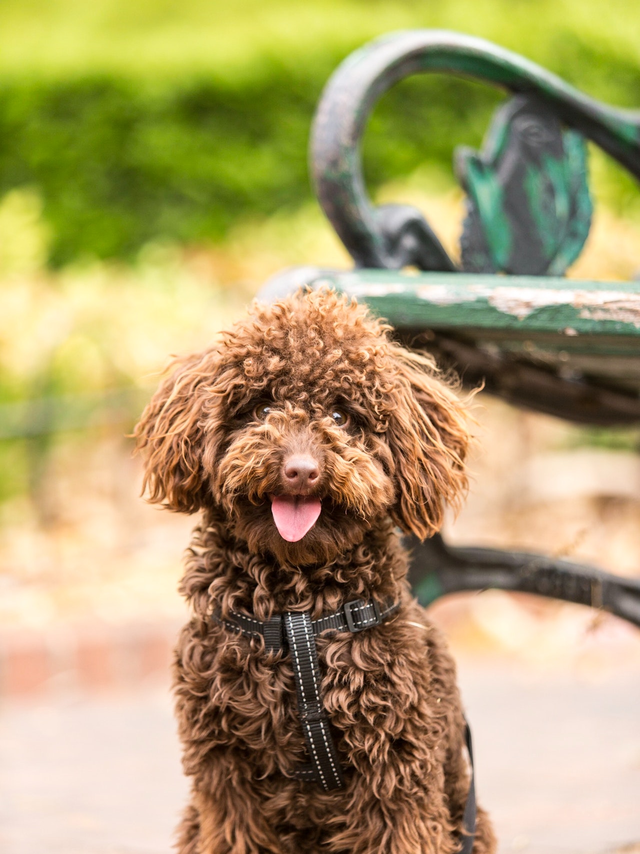 Brown Dog